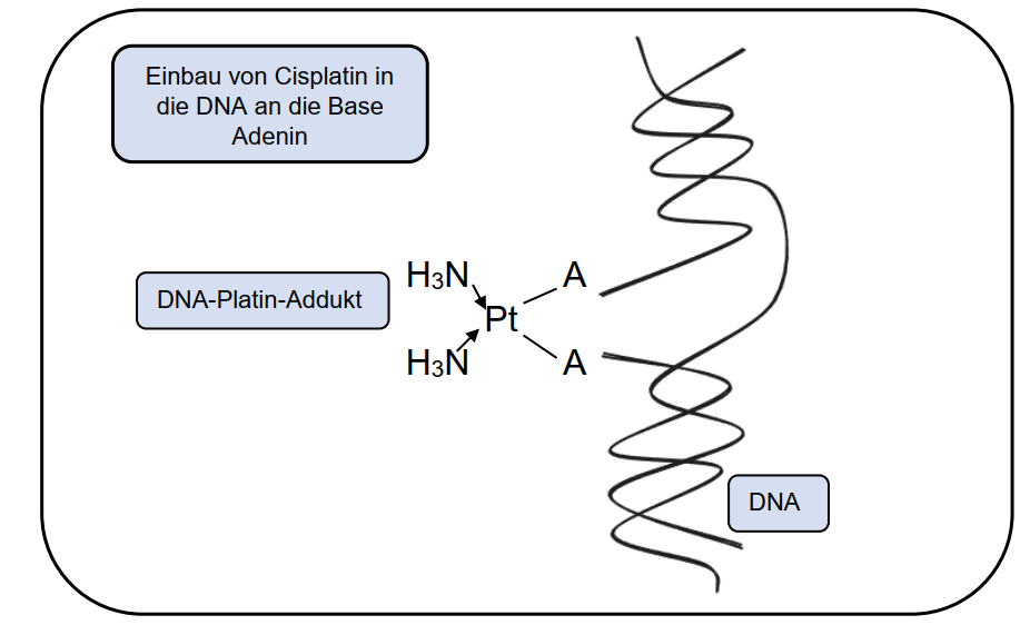 Cisplatin, Chemotherapie, Platin-Chemotherapeutikum, DNA-Schädigung, Tumorzellen, Nebenwirkungen, Infusion, Therapieüberwachung, maintrac, Wirkstofftestung, Apoptose, Lungenkarzinom, Kopf-Hals-Tumor, Urothelkarzinom, Ovarialkarzinom, Zervixkarzinom, Hodentumor, Nierenschädigung, Hörminderung, Neurotoxizität