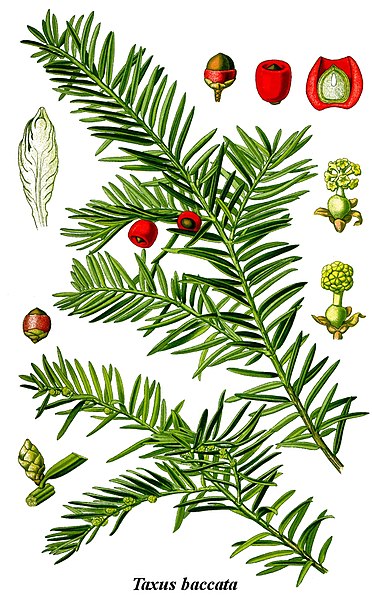 Taxus baccata (Quelle: Wikipedia)